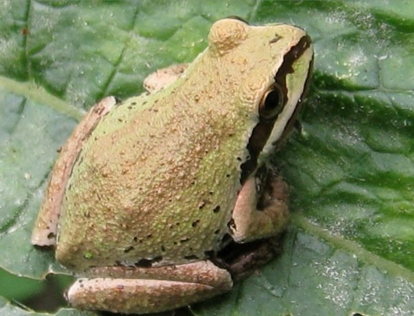 Consider, that toads and frogs with webbed feet Toads and frogs with webbed feet variant